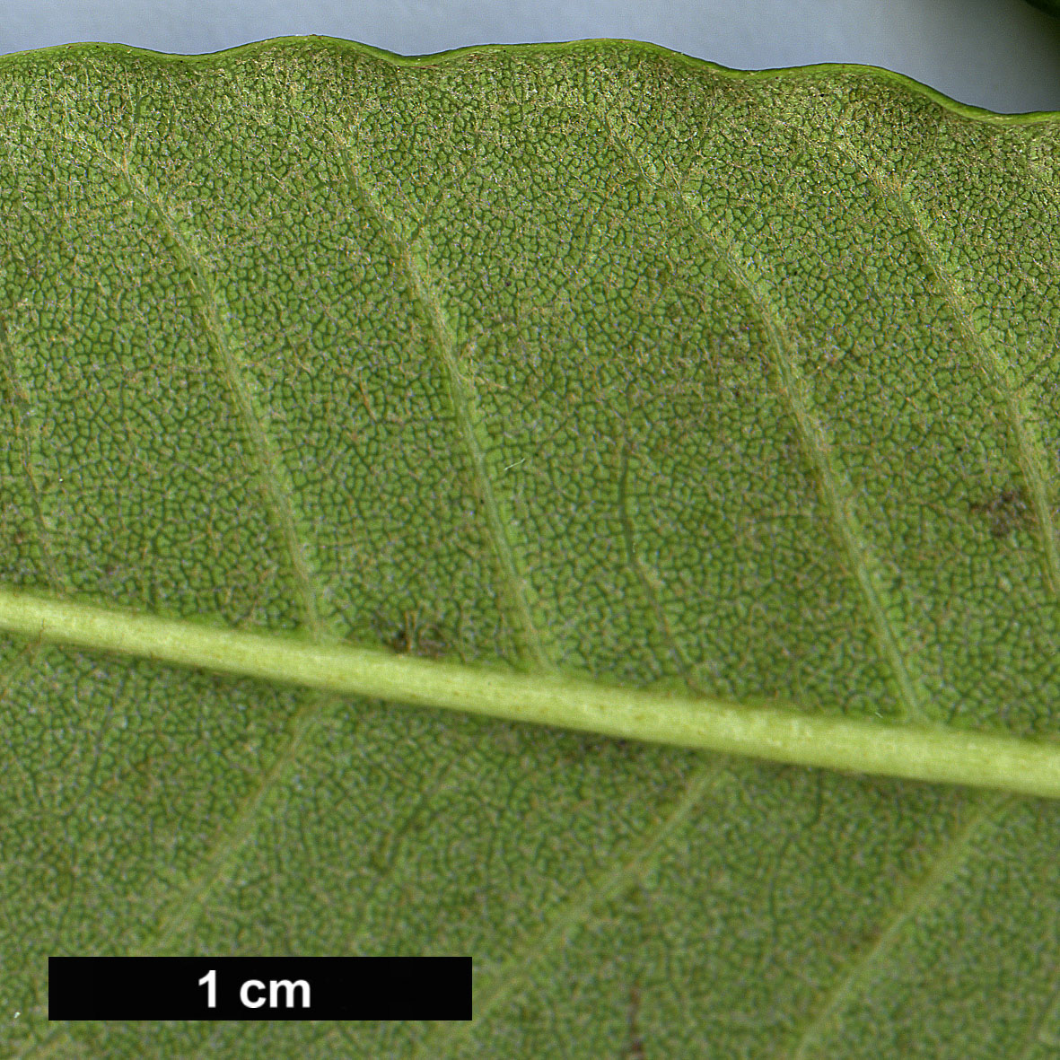 High resolution image: Family: Ericaceae - Genus: Rhododendron - Taxon: pennivenium - SpeciesSub: 'Eckford'